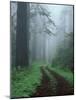 Coast Trail, Old Highway 101 with Coast Redwoods, Del Norte Coast State Park, California, USA-Jamie & Judy Wild-Mounted Photographic Print