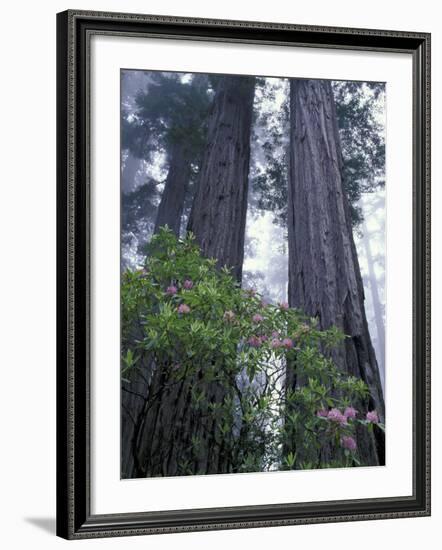 Coast Trail, Redwoods and Rhododendrons, Del Norte Coast State Park, California, USA-Jamie & Judy Wild-Framed Photographic Print