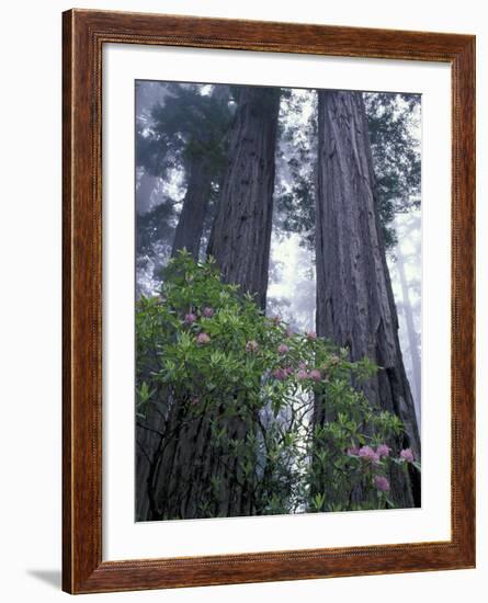 Coast Trail, Redwoods and Rhododendrons, Del Norte Coast State Park, California, USA-Jamie & Judy Wild-Framed Photographic Print