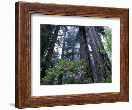 Coast Trail, Redwoods and Rhododendrons, Del Norte Coast State Park, California, USA-Jamie & Judy Wild-Framed Photographic Print