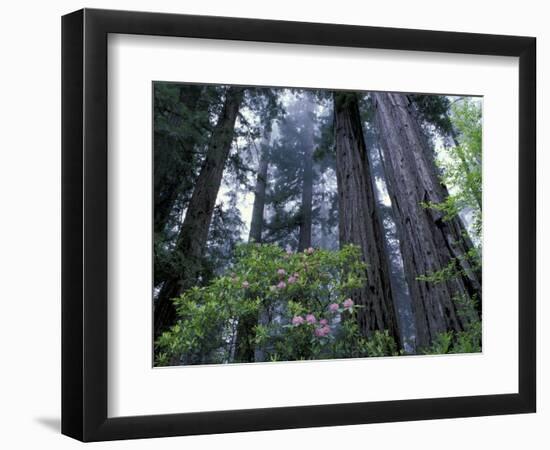 Coast Trail, Redwoods and Rhododendrons, Del Norte Coast State Park, California, USA-Jamie & Judy Wild-Framed Photographic Print