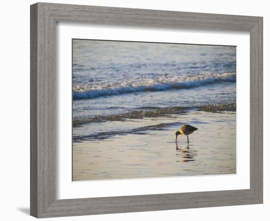 Coastal Bird, Morro Bay Coast-Anna Miller-Framed Photographic Print