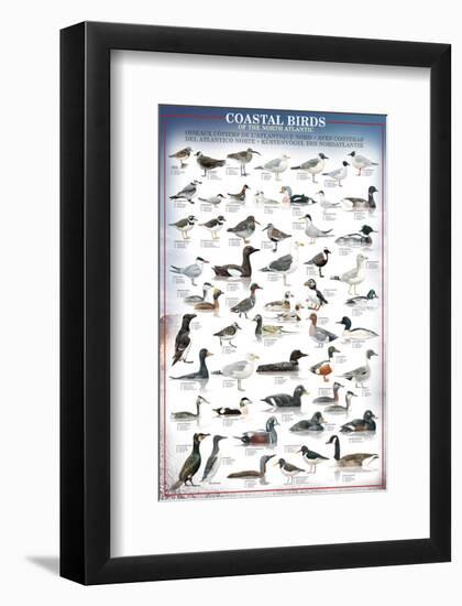 Coastal Birds-null-Framed Premium Giclee Print