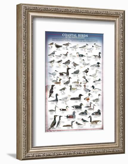 Coastal Birds-null-Framed Premium Giclee Print