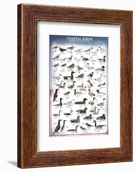 Coastal Birds-null-Framed Premium Giclee Print