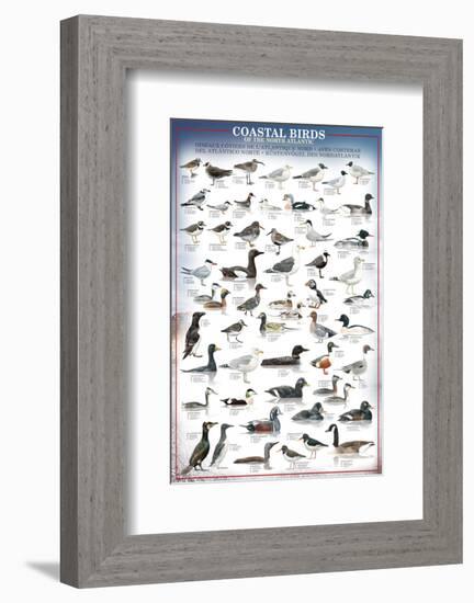 Coastal Birds-null-Framed Premium Giclee Print