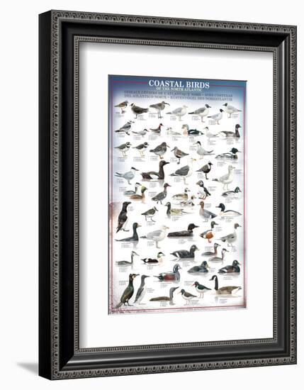 Coastal Birds-null-Framed Premium Giclee Print