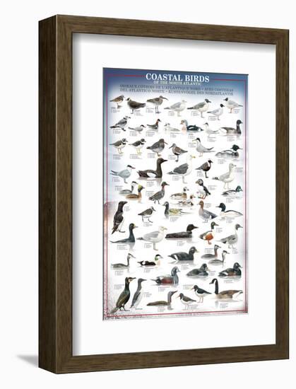 Coastal Birds-null-Framed Premium Giclee Print