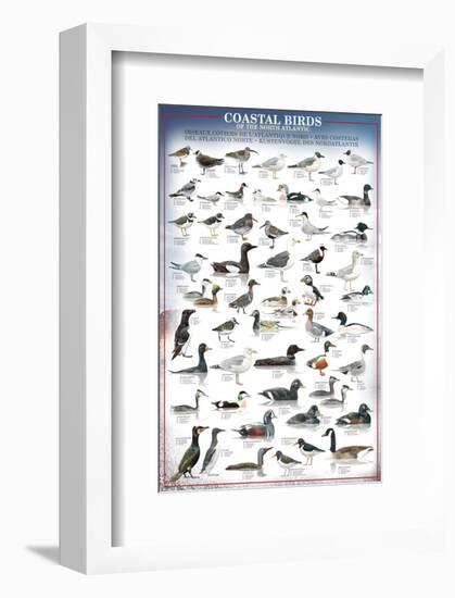 Coastal Birds-null-Framed Premium Giclee Print