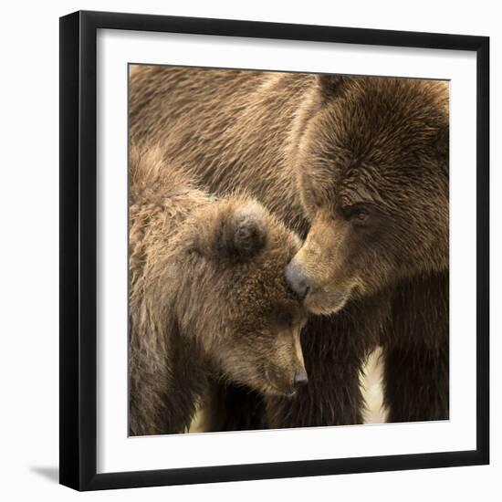 Coastal brown bear and cub, Lake Clarke National Park, Alaska-Danny Green-Framed Photographic Print