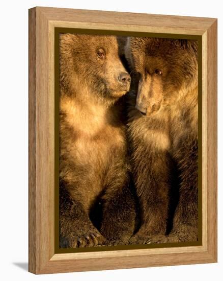 Coastal brown bear cubs resting, Lake Clarke, Alaska-Danny Green-Framed Premier Image Canvas