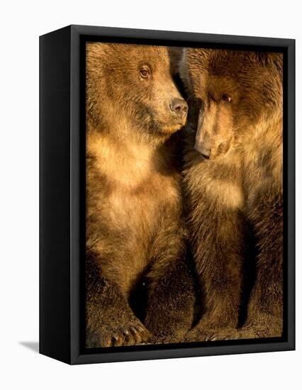 Coastal brown bear cubs resting, Lake Clarke, Alaska-Danny Green-Framed Premier Image Canvas