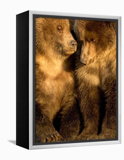 Coastal brown bear cubs resting, Lake Clarke, Alaska-Danny Green-Framed Premier Image Canvas