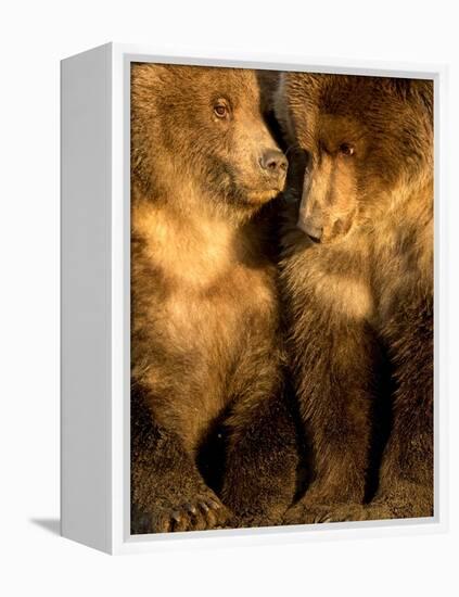 Coastal brown bear cubs resting, Lake Clarke, Alaska-Danny Green-Framed Premier Image Canvas