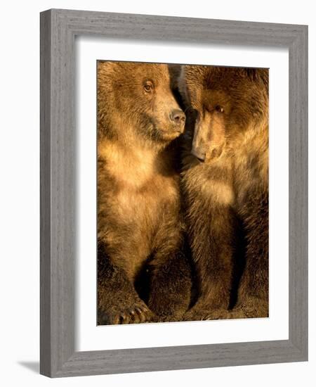 Coastal brown bear cubs resting, Lake Clarke, Alaska-Danny Green-Framed Photographic Print