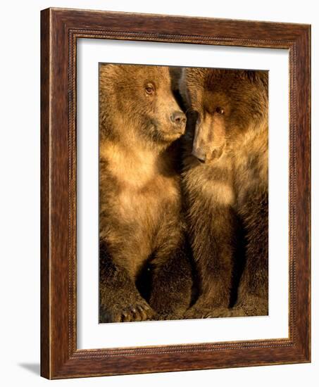 Coastal brown bear cubs resting, Lake Clarke, Alaska-Danny Green-Framed Photographic Print