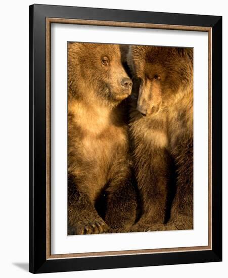 Coastal brown bear cubs resting, Lake Clarke, Alaska-Danny Green-Framed Photographic Print