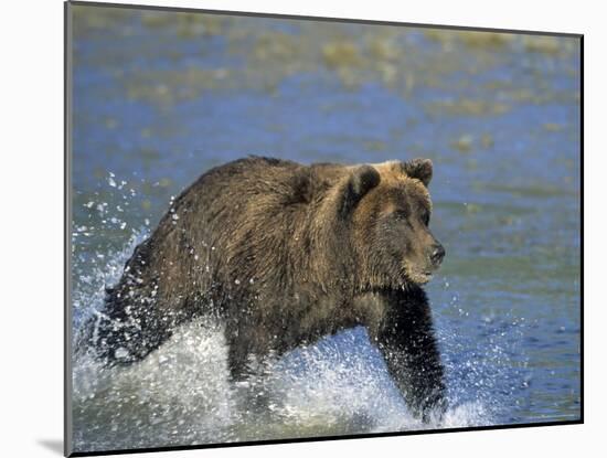 Coastal Brown Bear, Ursus Arctos, Lake Clark National Park, Alaska, USA-Thorsten Milse-Mounted Photographic Print