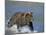 Coastal Brown Bear, Ursus Arctos, Lake Clark National Park, Alaska, USA-Thorsten Milse-Mounted Photographic Print