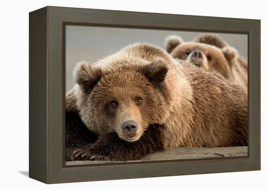 Coastal brown bears, Lake Clarke National Park, Alaska-Danny Green-Framed Premier Image Canvas