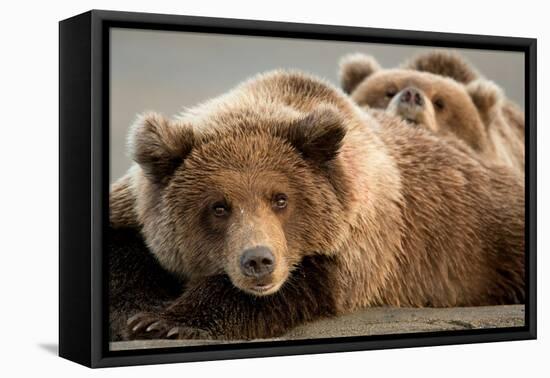 Coastal brown bears, Lake Clarke National Park, Alaska-Danny Green-Framed Premier Image Canvas