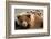 Coastal brown bears, Lake Clarke National Park, Alaska-Danny Green-Framed Photographic Print