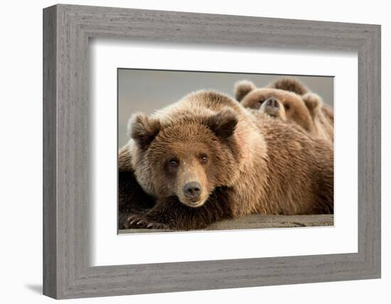 Coastal brown bears, Lake Clarke National Park, Alaska-Danny Green-Framed Photographic Print
