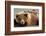 Coastal brown bears, Lake Clarke National Park, Alaska-Danny Green-Framed Photographic Print