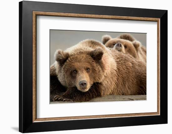 Coastal brown bears, Lake Clarke National Park, Alaska-Danny Green-Framed Photographic Print