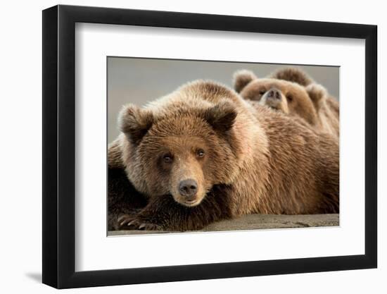 Coastal brown bears, Lake Clarke National Park, Alaska-Danny Green-Framed Photographic Print