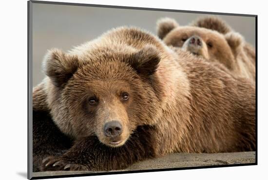 Coastal brown bears, Lake Clarke National Park, Alaska-Danny Green-Mounted Photographic Print