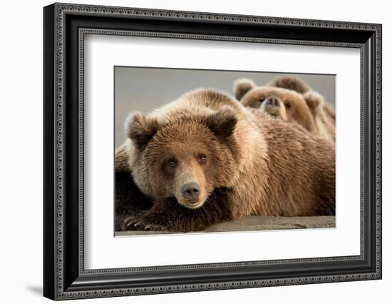 Coastal brown bears, Lake Clarke National Park, Alaska-Danny Green-Framed Photographic Print