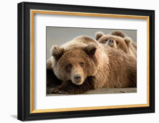 Coastal brown bears, Lake Clarke National Park, Alaska-Danny Green-Framed Photographic Print