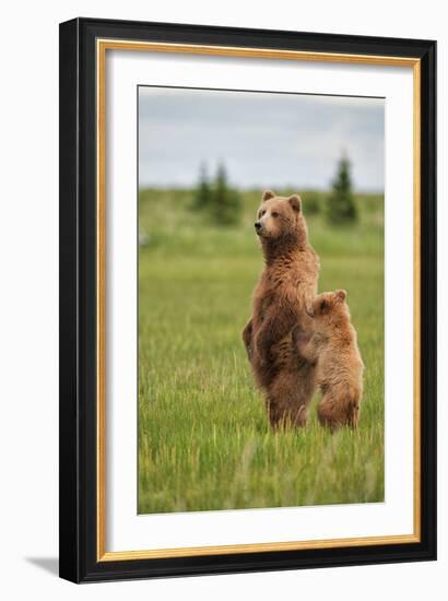 Coastal Brown Bears Standing Up in a Sedge Field in Lake Clark National Park-Andrew Czerniak-Framed Photographic Print