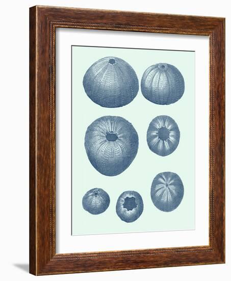 Coastal Curio V-Vision Studio-Framed Art Print