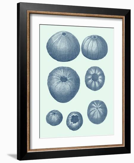 Coastal Curio V-Vision Studio-Framed Art Print