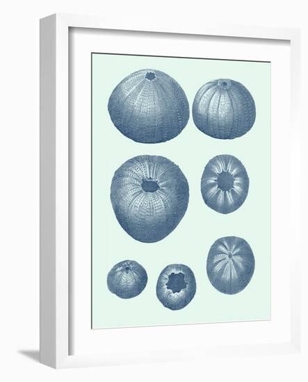 Coastal Curio V-Vision Studio-Framed Art Print