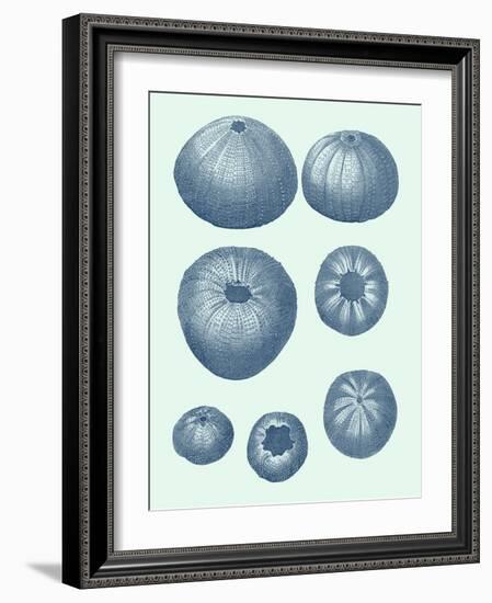 Coastal Curio V-Vision Studio-Framed Art Print