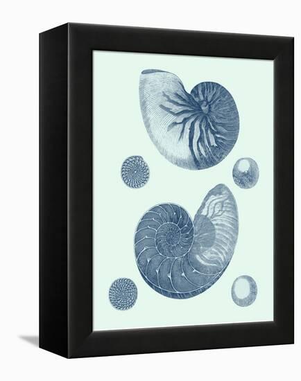 Coastal Curio VI-Vision Studio-Framed Stretched Canvas