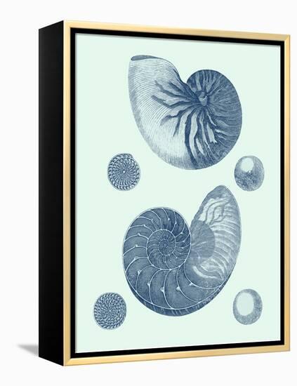 Coastal Curio VI-Vision Studio-Framed Stretched Canvas