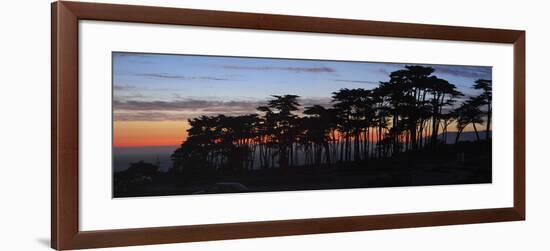 Coastal Cypress at Dusk, San Francisco, California-Anna Miller-Framed Photographic Print