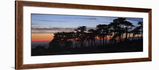 Coastal Cypress at Dusk, San Francisco, California-Anna Miller-Framed Photographic Print