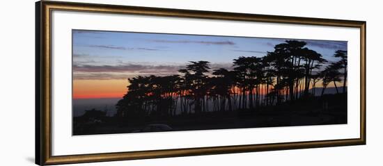 Coastal Cypress at Dusk, San Francisco, California-Anna Miller-Framed Photographic Print