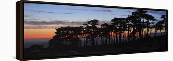 Coastal Cypress at Dusk, San Francisco, California-Anna Miller-Framed Premier Image Canvas