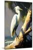 Coastal Egret on the tree-Vivienne Dupont-Mounted Art Print