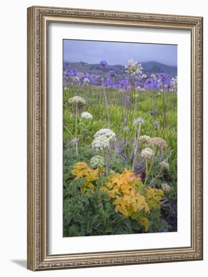 Coastal Flowers at Montara Beach, California-Vincent James-Framed Photographic Print