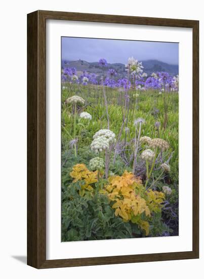 Coastal Flowers at Montara Beach, California-Vincent James-Framed Photographic Print