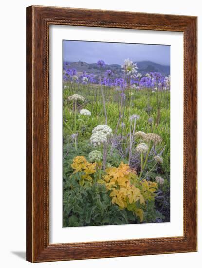 Coastal Flowers at Montara Beach, California-Vincent James-Framed Photographic Print