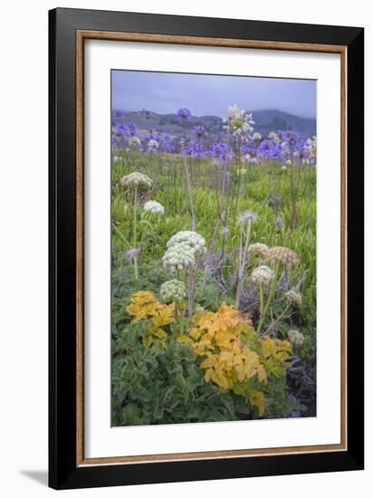 Coastal Flowers at Montara Beach, California-Vincent James-Framed Photographic Print