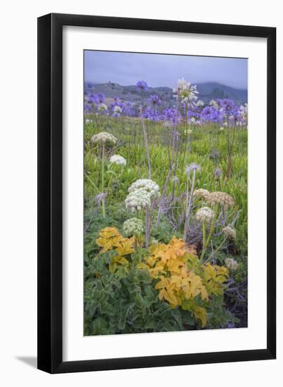 Coastal Flowers at Montara Beach, California-Vincent James-Framed Photographic Print